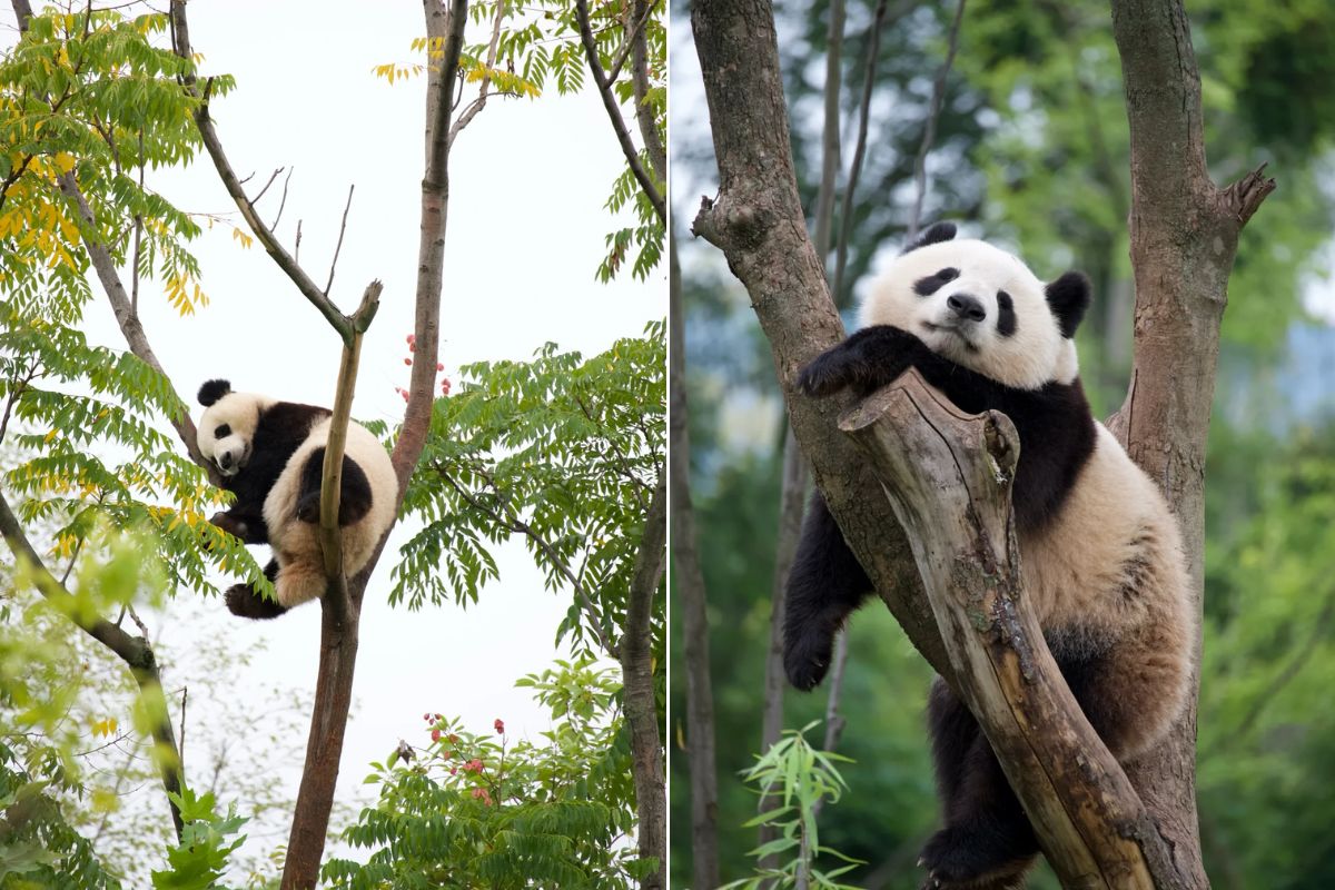 熊貓樂園